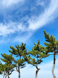 Pine tree in a row, with blue sky