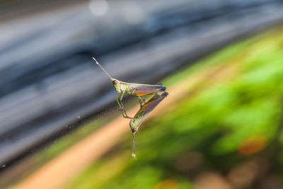 Close-up of water drops on leaf against blurred background