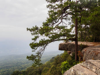 Tree by mountain against sky