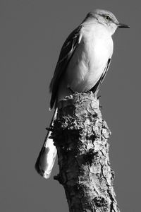 Low angle view of bird perching on tree