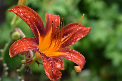 Close-up of raindrops on orange day lily