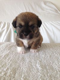 Portrait of puppy on bed