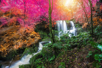 Trees and plants in forest during autumn