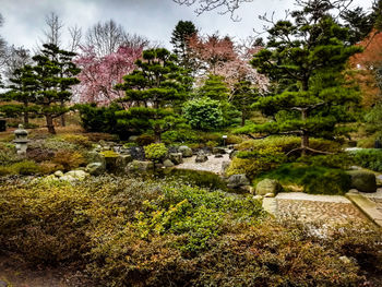 Plants and trees in garden