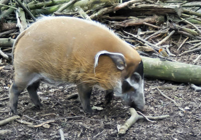 View of animals on field