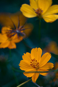 Close-up of yellow cosmos flower