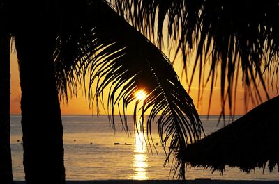 Silhouette of palm trees at sunset