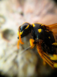 Close-up of insect on leaf