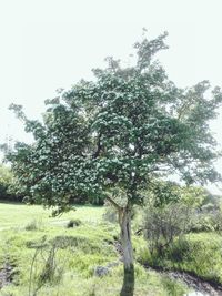 Low angle view of tree against sky