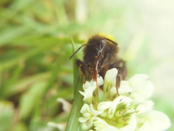 Close-up of bee pollinating flower