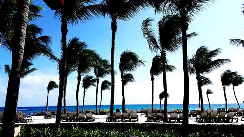 Palm trees on beach