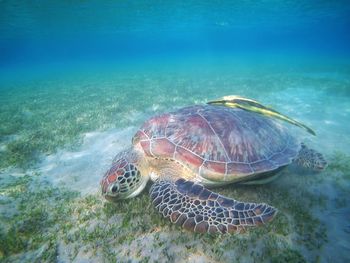 High angle view of turtle swimming in sea