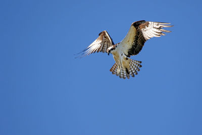 Low angle view of birds against blue sky