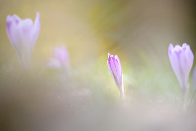 Close-up of pink crocus flowers