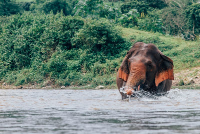 View of elephant in river