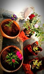 Close-up of potted plant