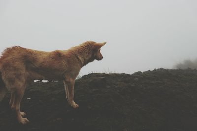 Brown dog in foggy weather