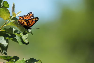 Close-up of butterfly pollinating flower