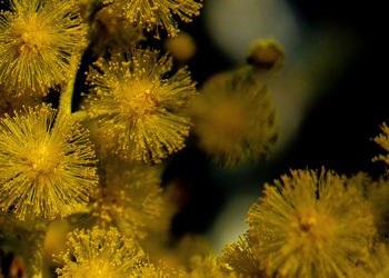 Close-up of yellow flowering plant