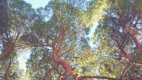 Low angle view of trees