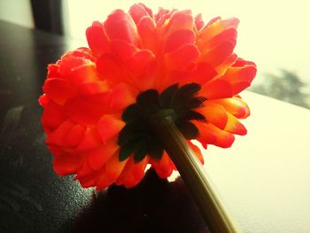 Close-up of red flower