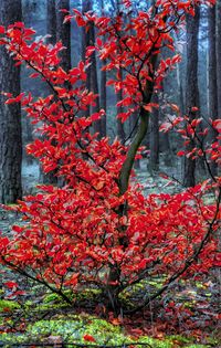 Close-up of red autumn tree