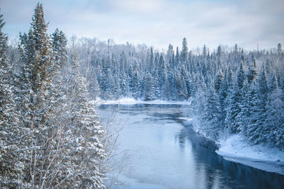 Frozen trees in forest against sky