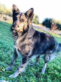 View of a dog looking away