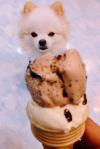 Portrait of dog holding ice cream cone