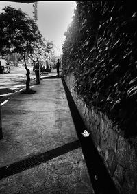 Footpath along trees