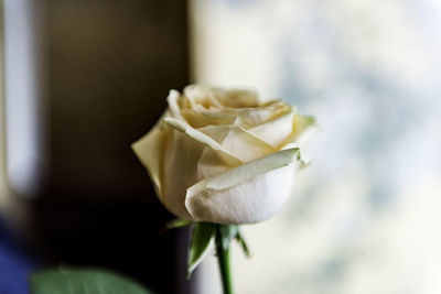 Close-up of peach rose at home