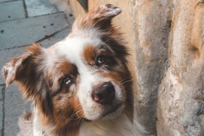 Close-up of a dog