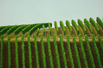 Full frame shot of green plants