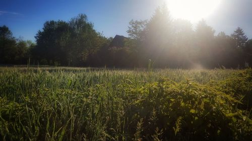 Scenic view of field against clear sky