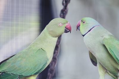 Close-up of parrot perching