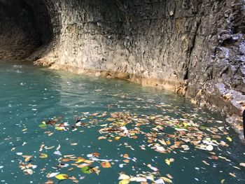 Flowers floating on lake