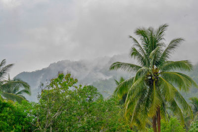 Low angle view of palm trees against sky