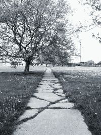 Bare trees on footpath