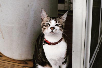 Portrait of cat sitting on floor