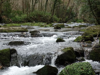 Scenic view of waterfall in forest