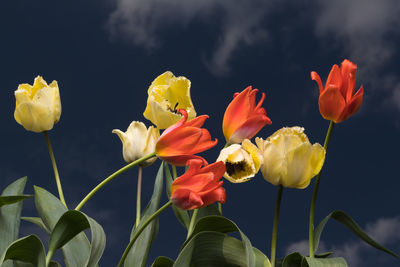 Tulips blossom, depicting the arrival of spring. love and romance concept.