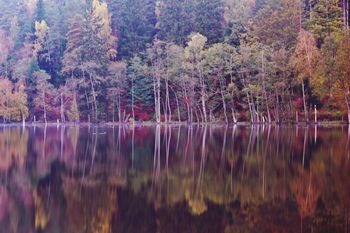 Scenic view of forest in autumn