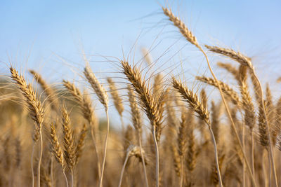 Close-up of stalks in field against sky