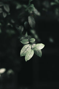 Close-up of raindrops on plant