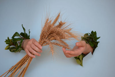 Cropped hand of woman holding plant against white background