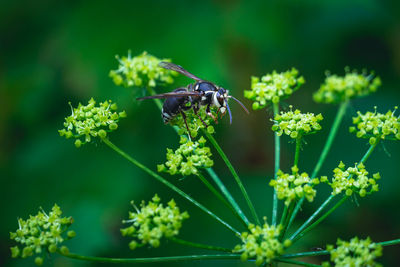 animal wildlife