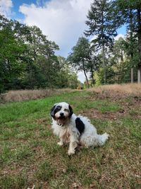 Dog sitting on field