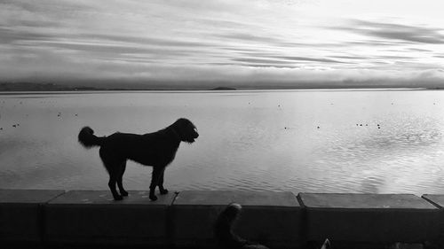 Dog standing in sea against sky