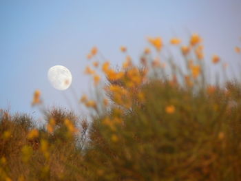 Close-up of plants growing on field against clear sky