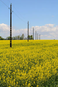 Scenic view of oilseed rape field against sky